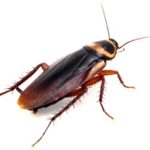 Cockroach