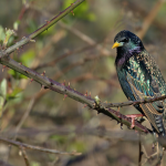 Starlings